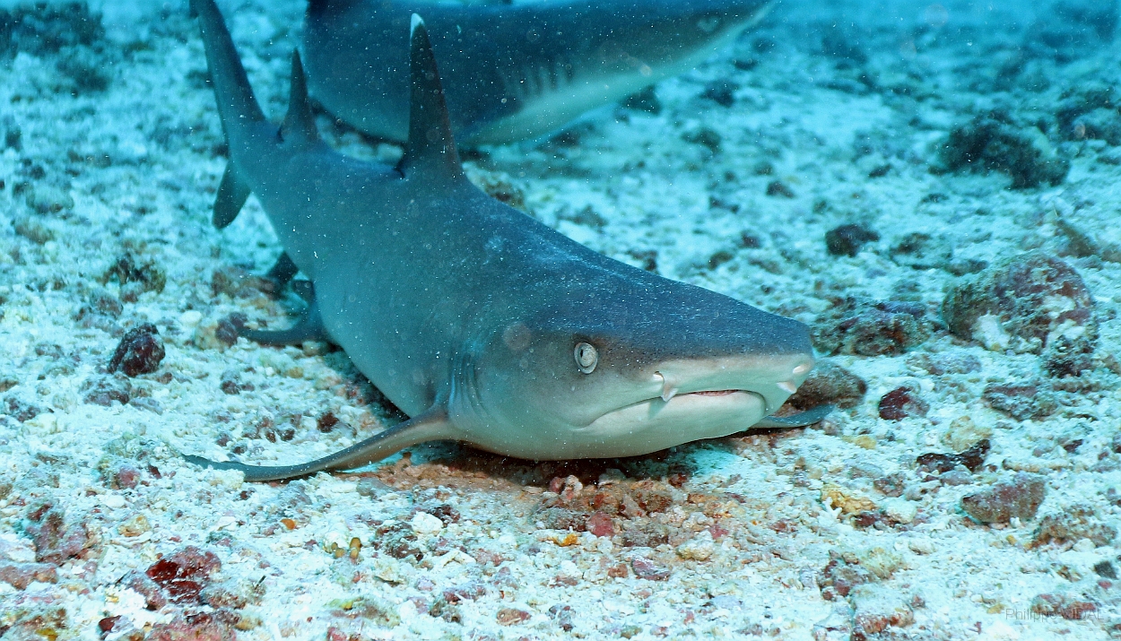 Sipadan_2015_Requin corail ou Aileron blanc du lagon_Triaenodon obesus_IMG_2353_rc.jpg